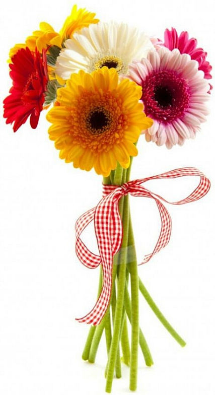 Букет из гербер Букет «Герберка»
